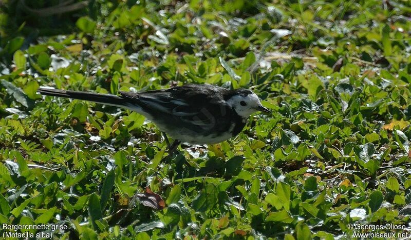 White Wagtail, identification