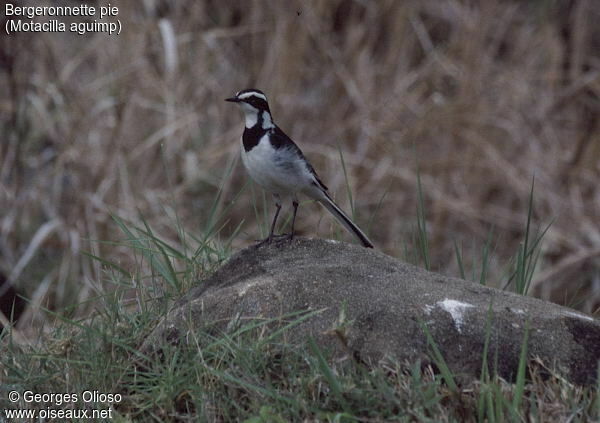 African Pied Wagtail