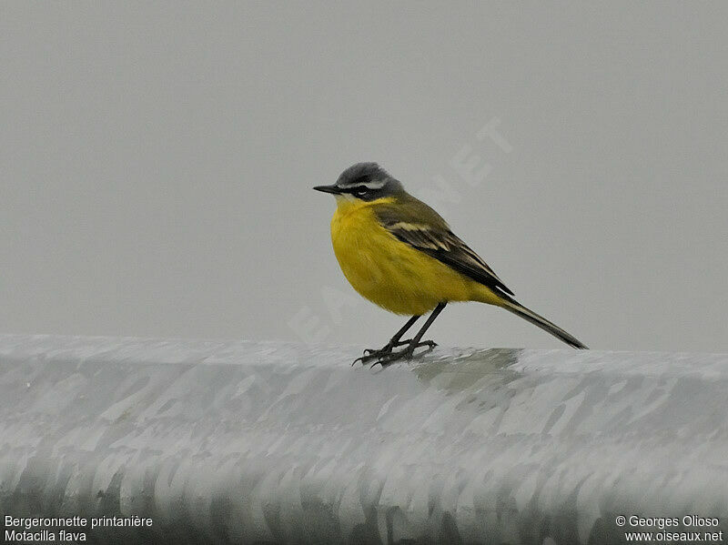 Western Yellow Wagtail male adult breeding