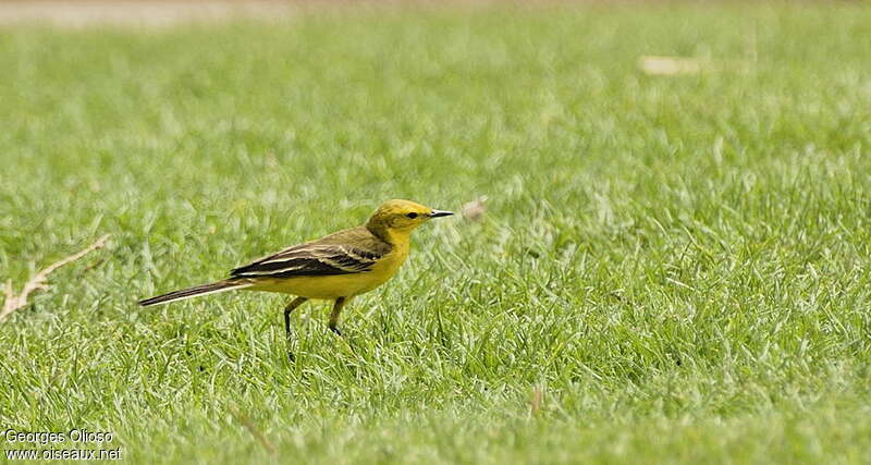 Western Yellow Wagtail male adult breeding, identification