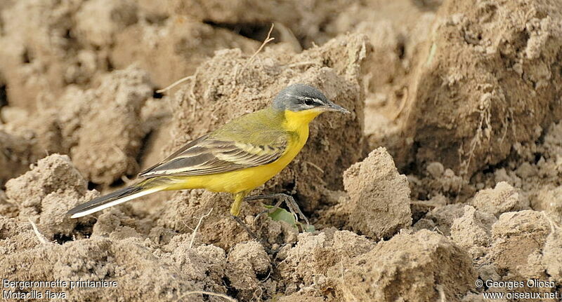 Western Yellow Wagtail male adult breeding, identification