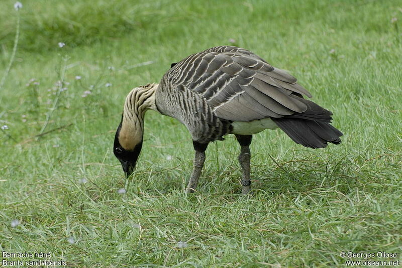 Neneadult, identification, feeding habits