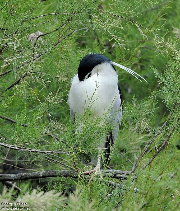 Black-crowned Night Heronadult breeding, care, Behaviour