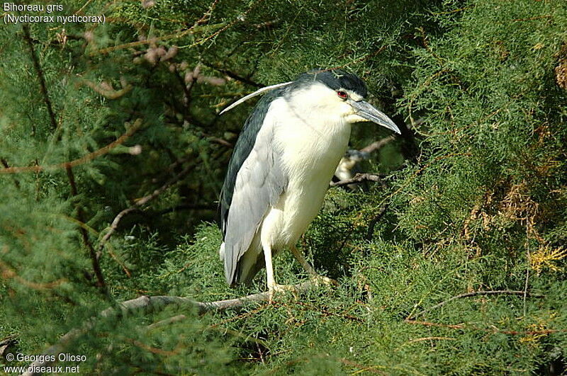 Black-crowned Night Heron