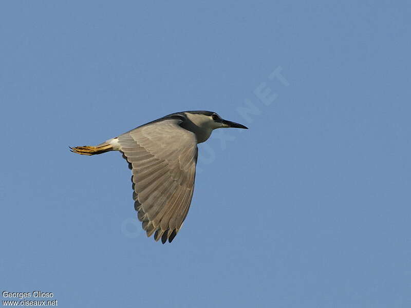 Black-crowned Night Heronadult breeding, Flight