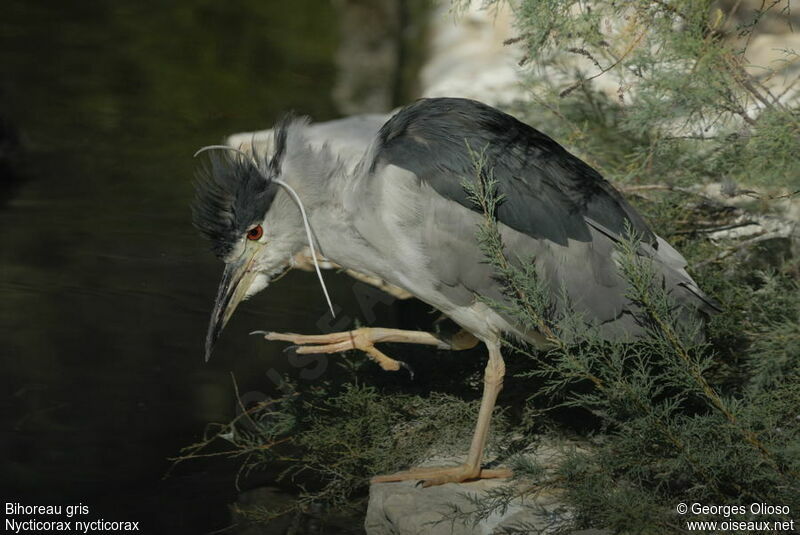 Black-crowned Night Heronadult breeding