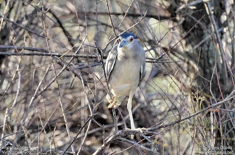 Black-crowned Night Heronadult post breeding, identification