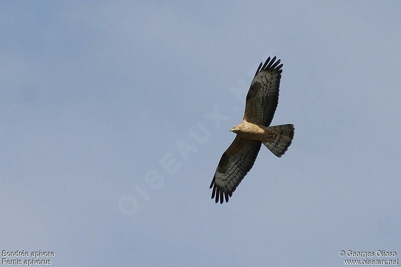 European Honey Buzzard, Flight