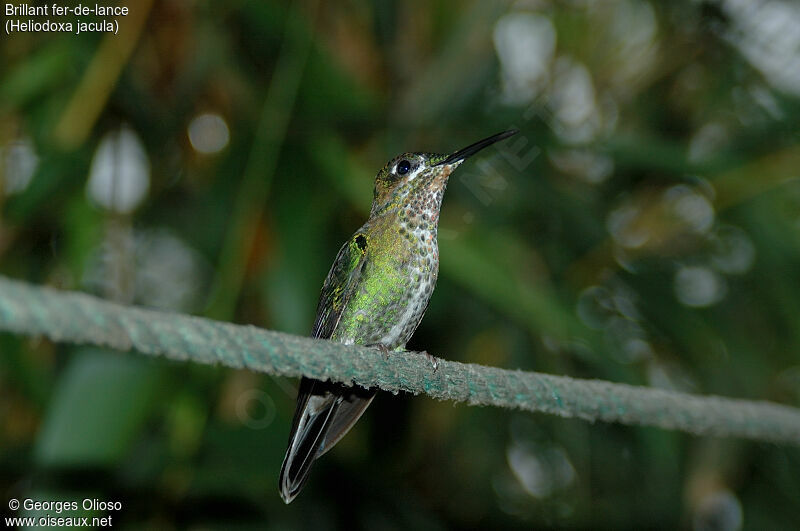 Green-crowned Brilliant