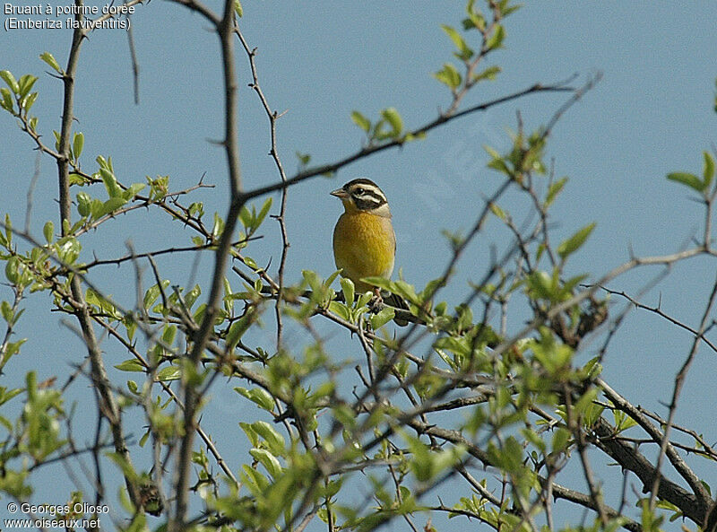 Golden-breasted Bunting