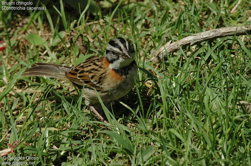 Rufous-collared Sparrow