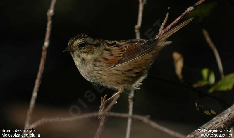 Bruant des marais, identification