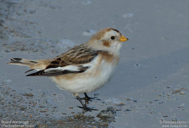 Snow Bunting male First year, identification