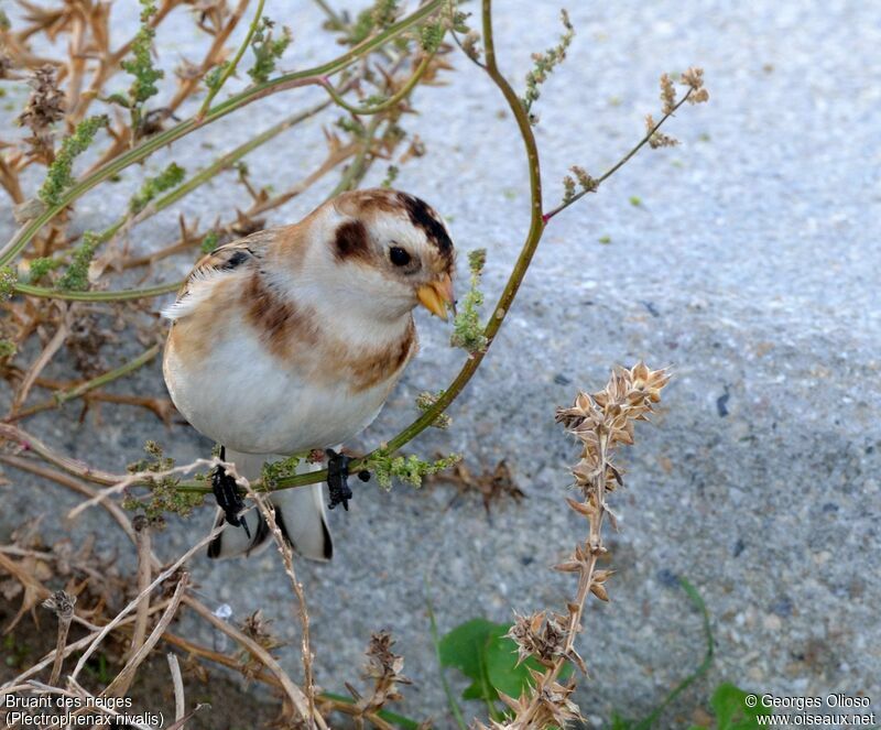 Snow Bunting male First year, identification, feeding habits, eats