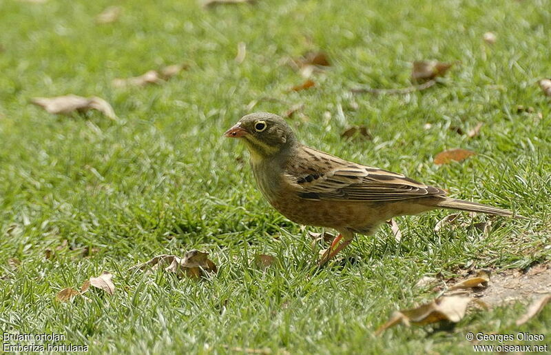 Bruant ortolan mâle adulte nuptial, identification