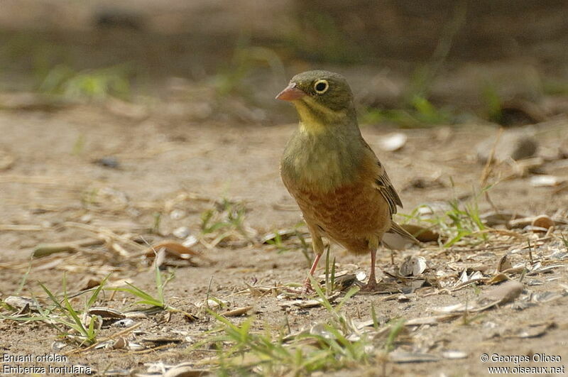 Ortolan Bunting male adult breeding