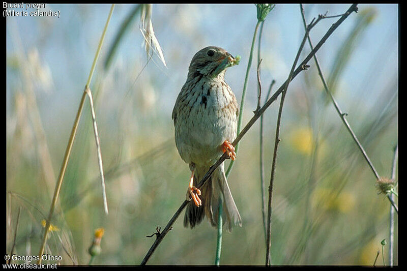 Corn Bunting