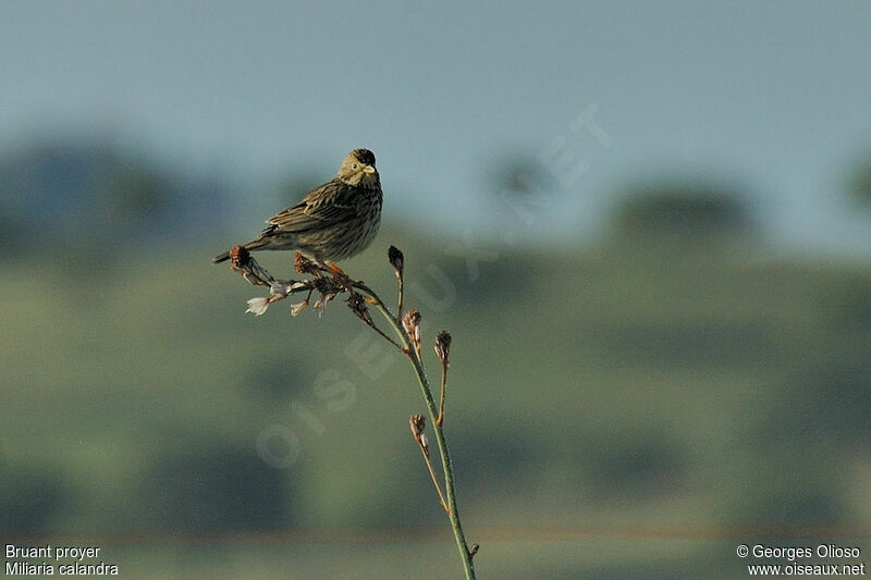 Corn Bunting