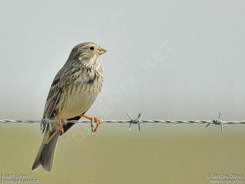 Corn Bunting male adult breeding, identification