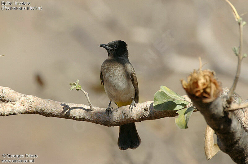 Dark-capped Bulbul