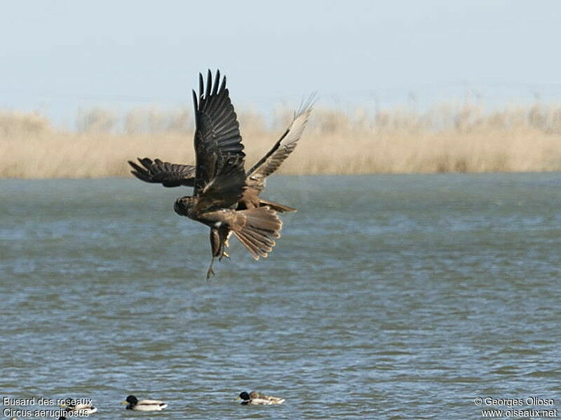 Western Marsh Harrier, Flight, Behaviour