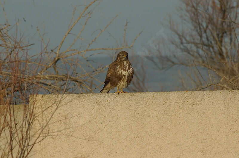 Common Buzzard