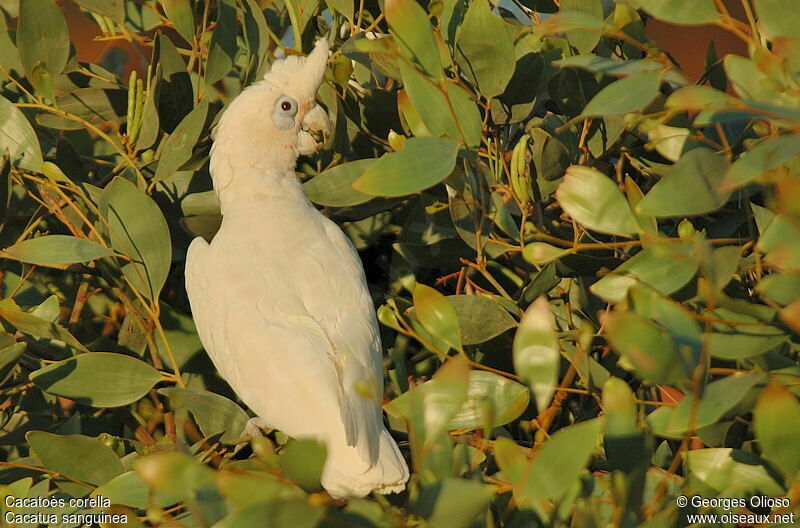 Little Corella