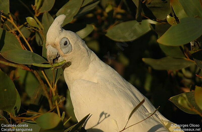 Cacatoès corella