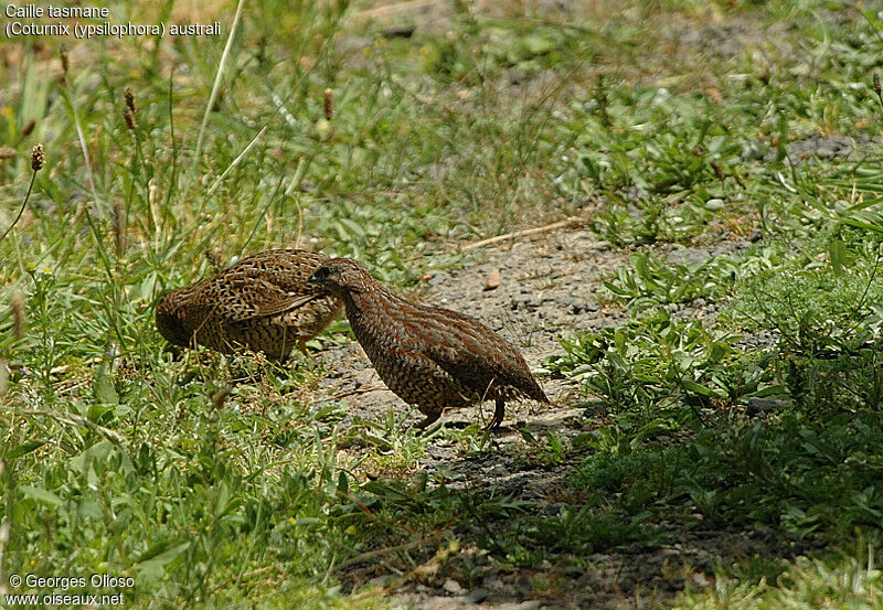 Brown Quail