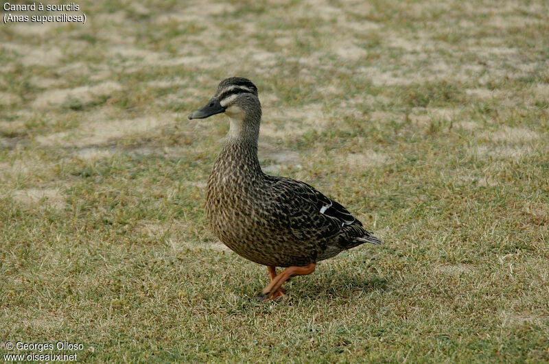 Pacific Black Duck