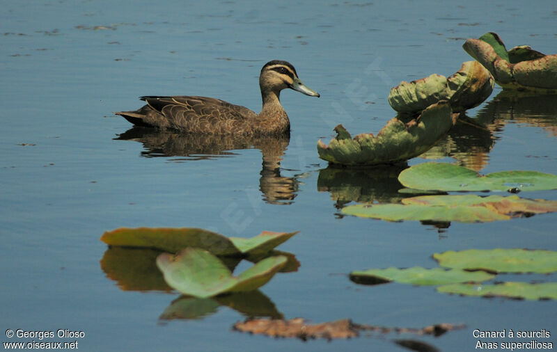 Canard à sourcilsadulte nuptial