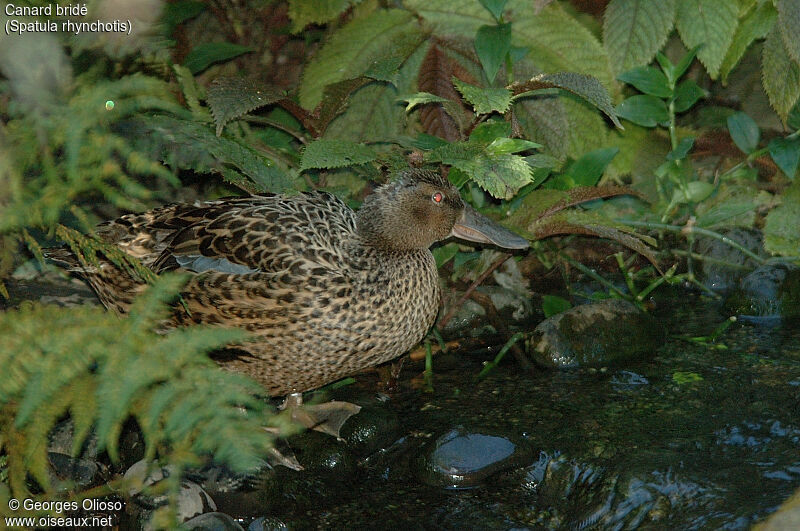 Canard bridé