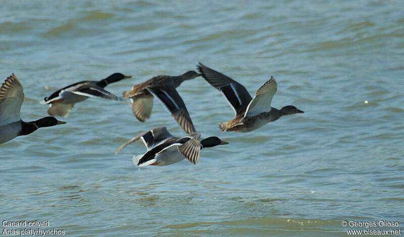 Canard colvert