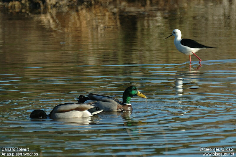 Mallard male adult breeding