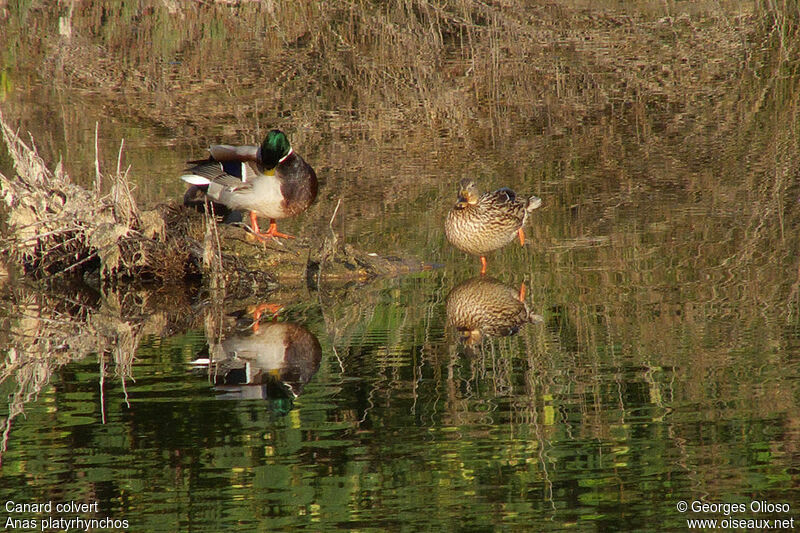 Canard colvert adulte nuptial