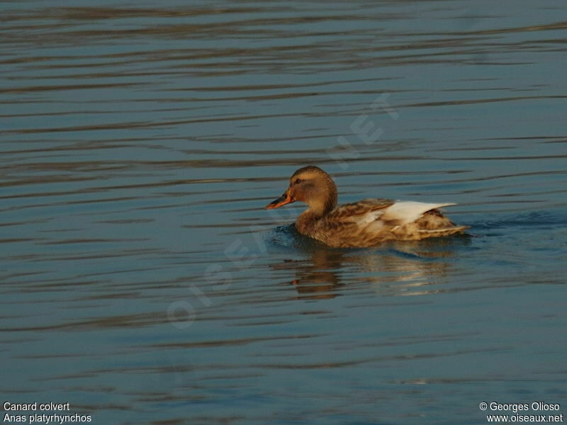 Mallard female adult