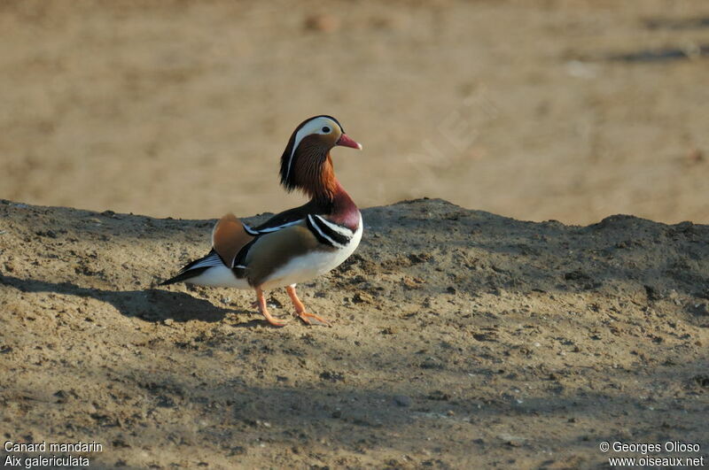 Mandarin Duck male adult breeding