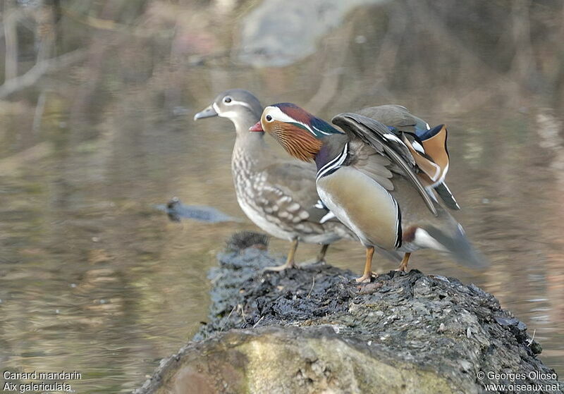 Canard mandarin , identification, Comportement