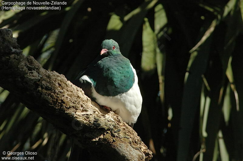 New Zealand Pigeon