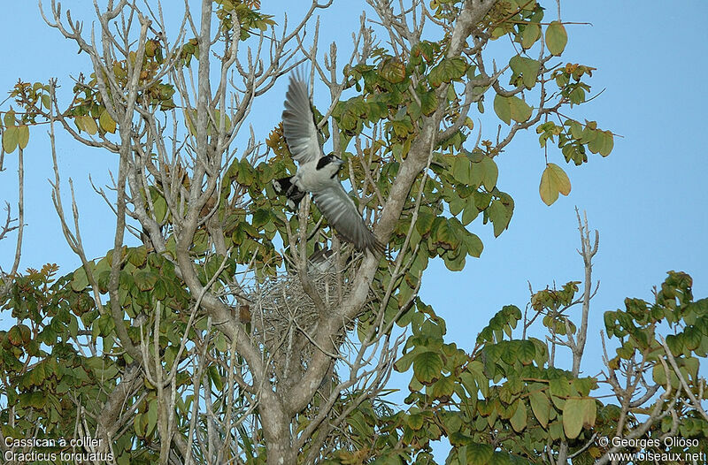 Cassican à collier mâle adulte nuptial