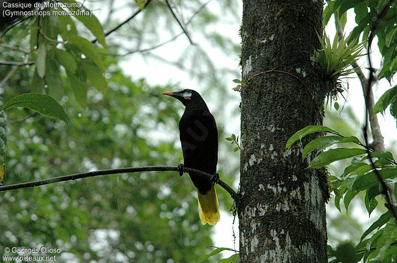 Cassique de Montezuma