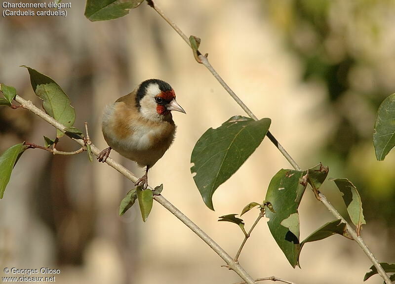 Chardonneret élégant