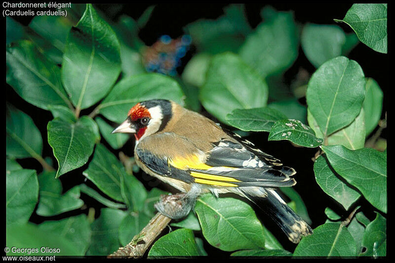 European Goldfinch