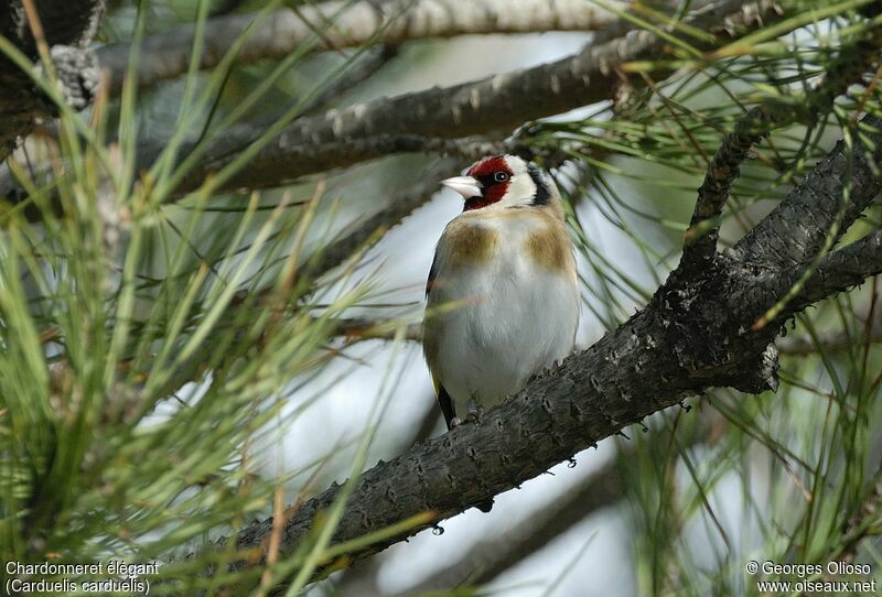 European Goldfinchadult breeding