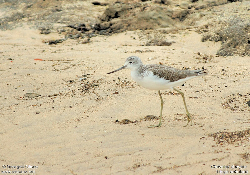 Common Greenshankadult