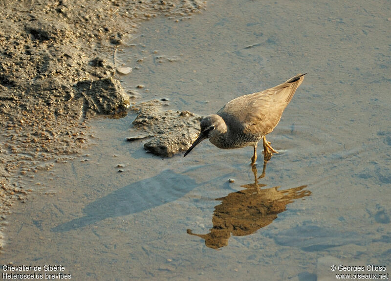 Grey-tailed Tattleradult post breeding