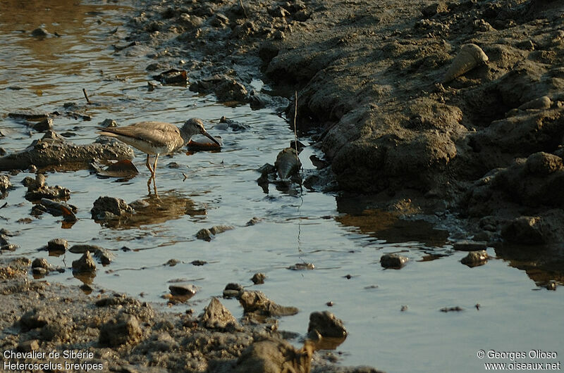 Grey-tailed Tattleradult post breeding