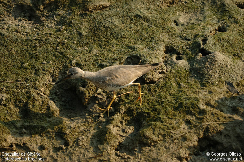 Grey-tailed Tattleradult post breeding