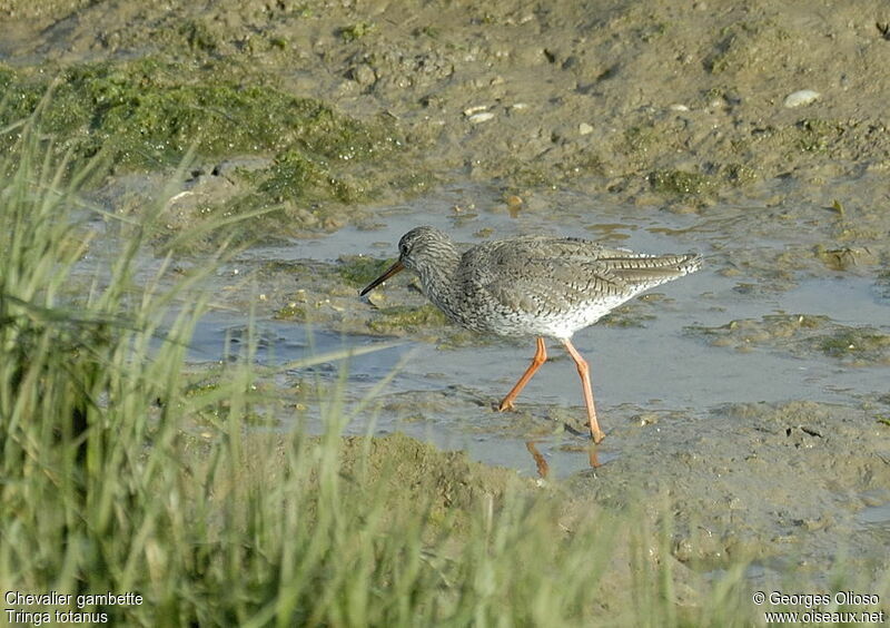 Common Redshankadult post breeding, identification, Behaviour