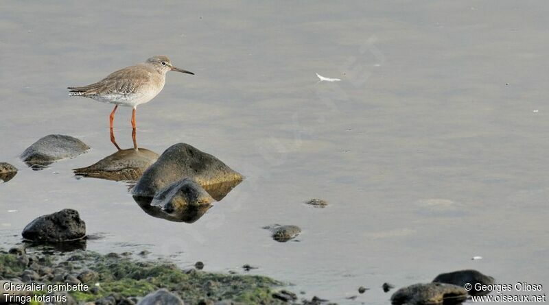 Common Redshank, identification